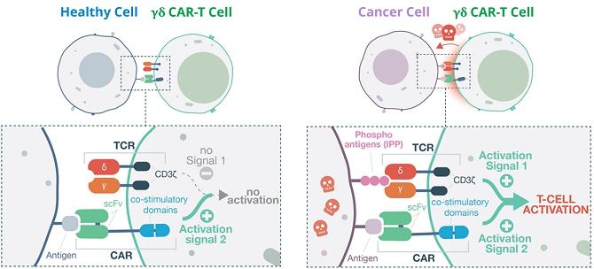 A diagram of cell division

AI-generated content may be incorrect.