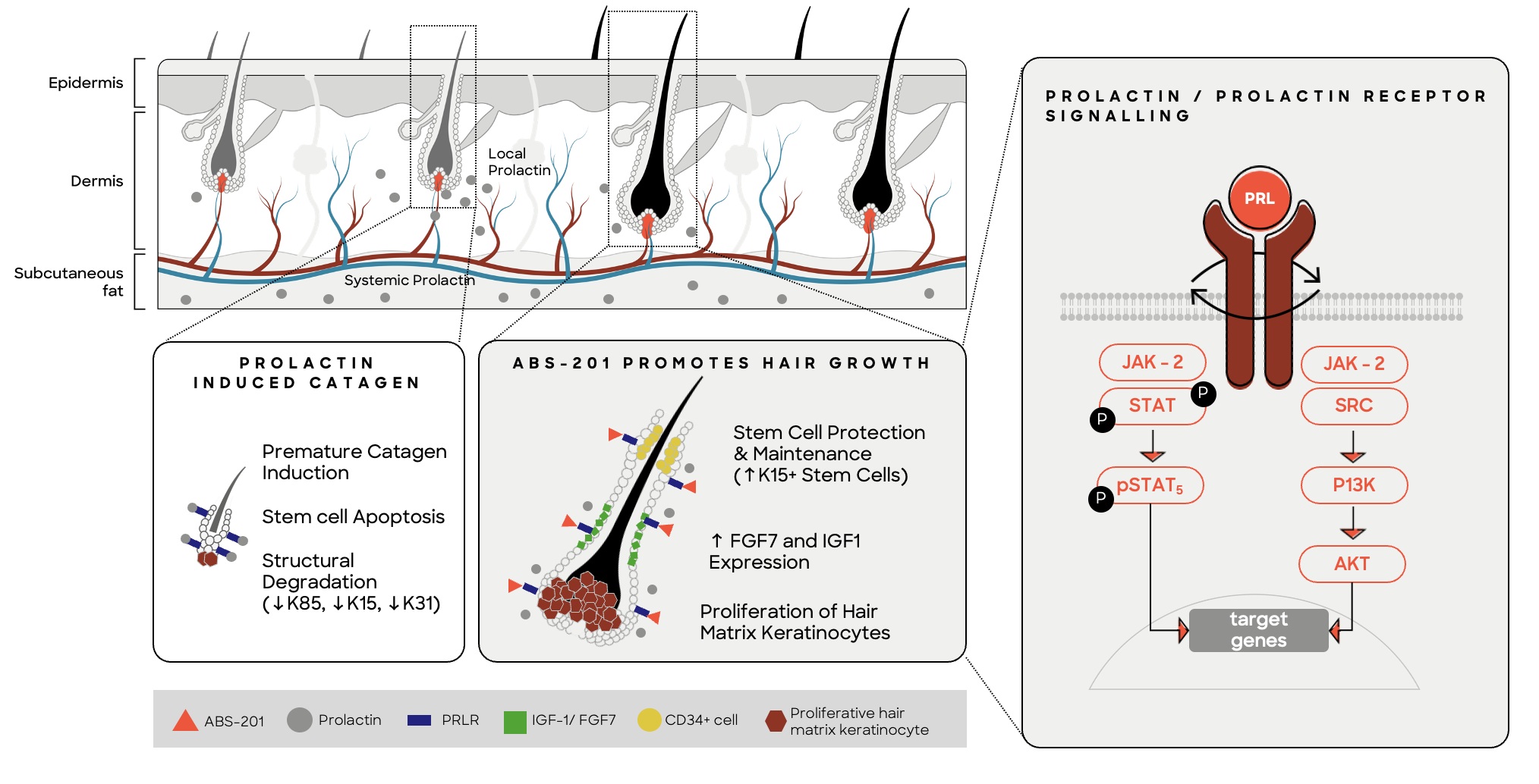 Prolactin Screenshot 2026-03-10 at 3.42.11 PM.jpg