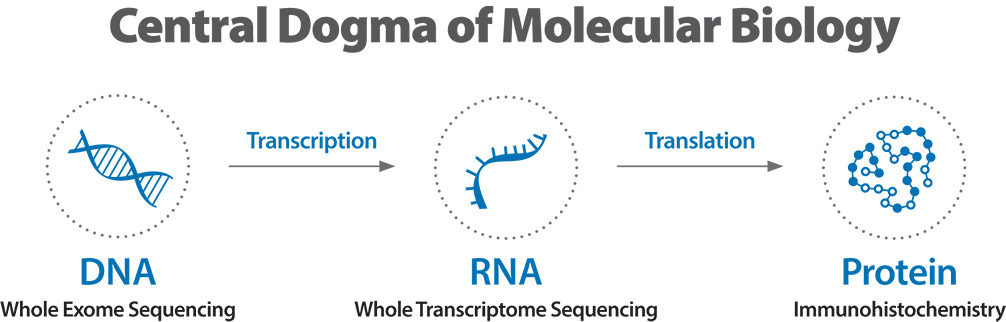 [MISSING IMAGE: fc_centraldogma-4c.jpg]