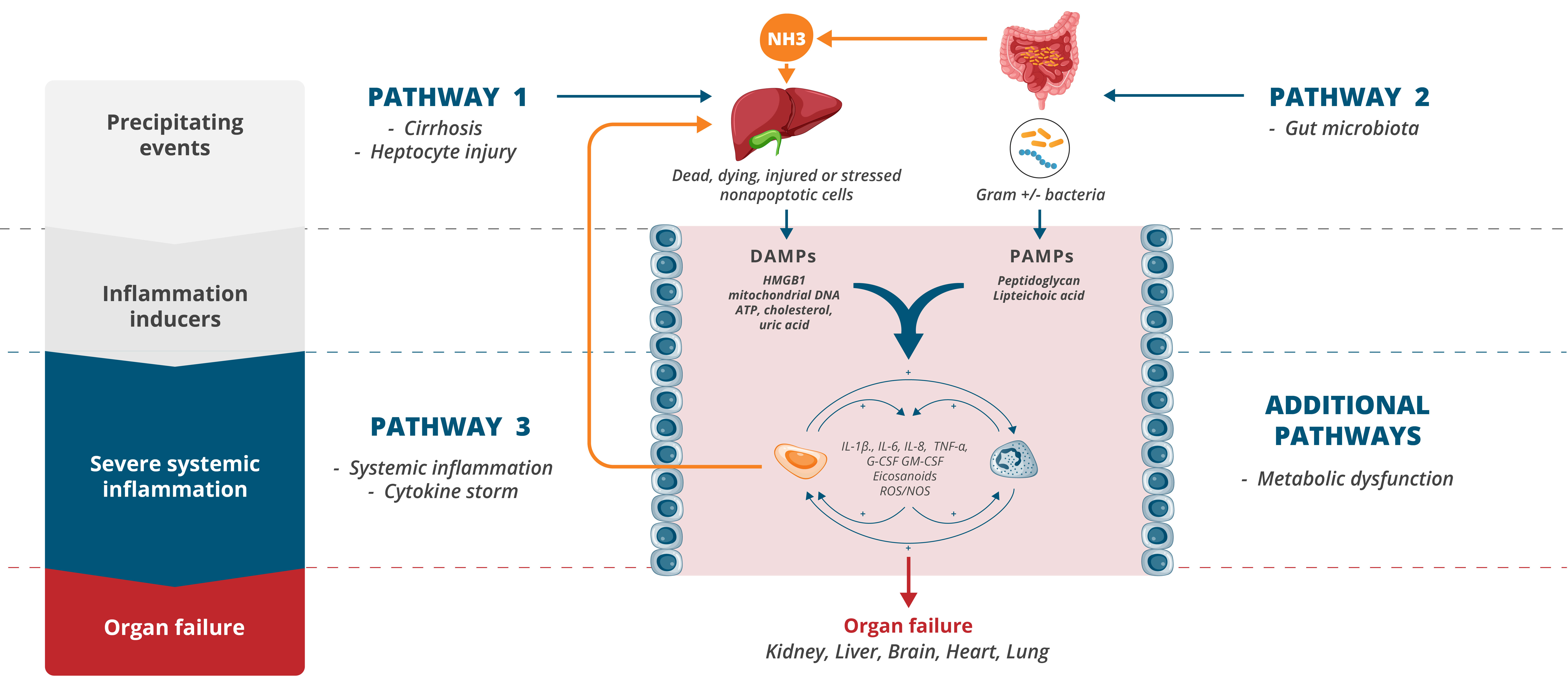 2023.02 GFT Corporate deck - ACLF - Pathogenesis EN.jpg