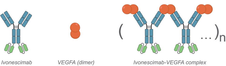 [MISSING IMAGE: ph_vegf-4clr.jpg]