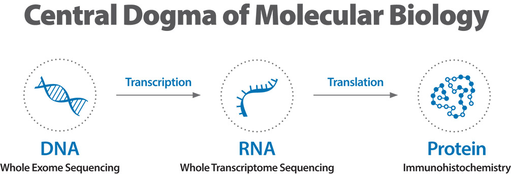 [MISSING IMAGE: fc_centraldogma-4c.jpg]