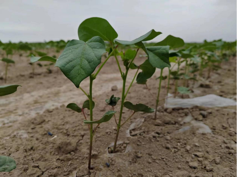 【一线调研】新疆胡杨河:植棉面积稳定 棉苗生长加快