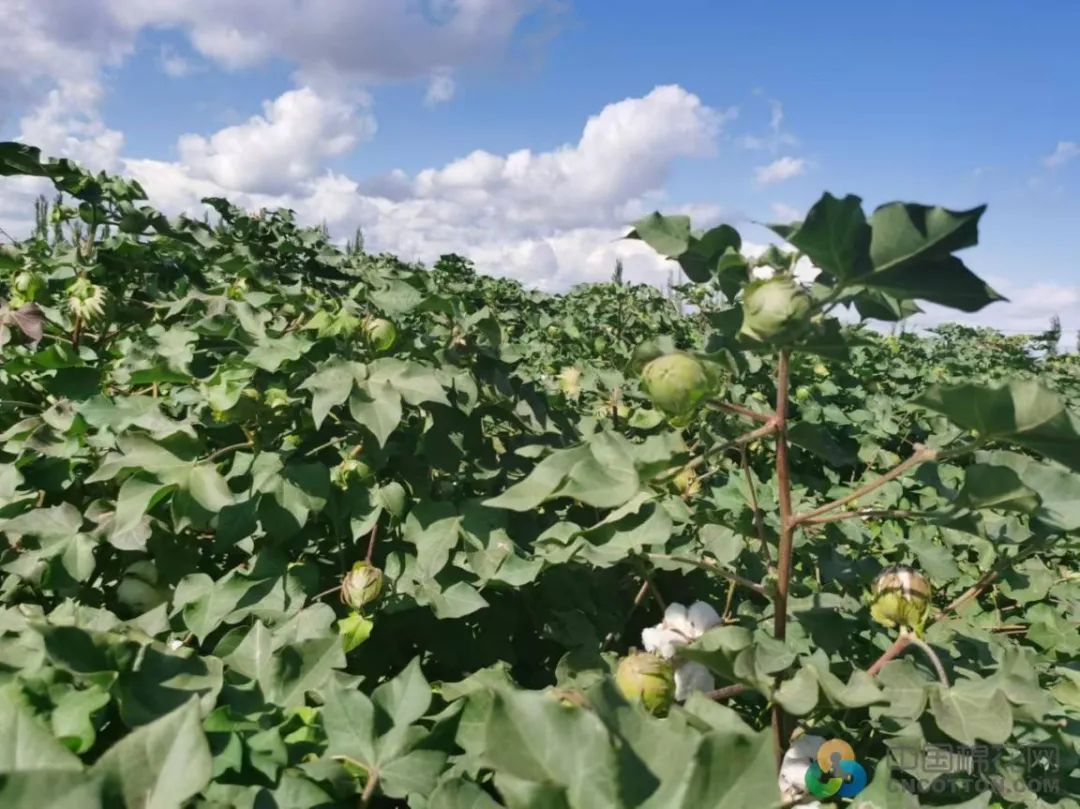 新疆绿洲农业棉花水果图片