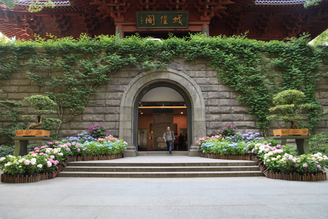 "当家花旦"齐聚一堂城隍阁二楼是看品种八仙花的绝佳区域,共120种新优