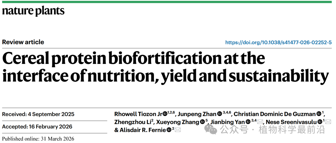 【国科科技港】NaturePlants综述：破解谷物“高产低蛋白”难题，让主食更有“营养”