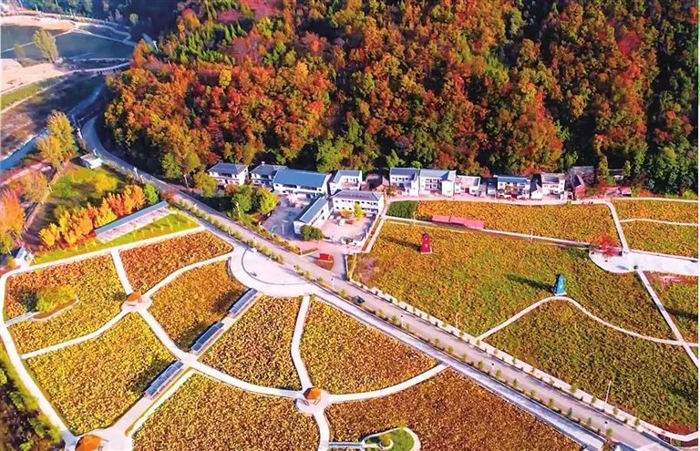 媒体聚焦|"千万工程"引领—洛阳钼业把精彩答卷写在绿水青山间