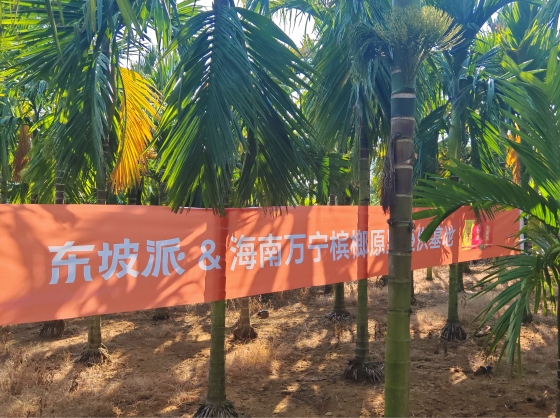 东坡派在海南乐东、万宁两大槟榔黄金产区，落成原果直供战略基地