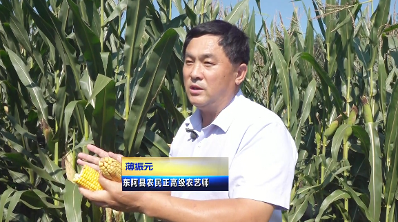 聊城东阿：新技术种出“黄金粒”好模式鼓起“钱袋子”